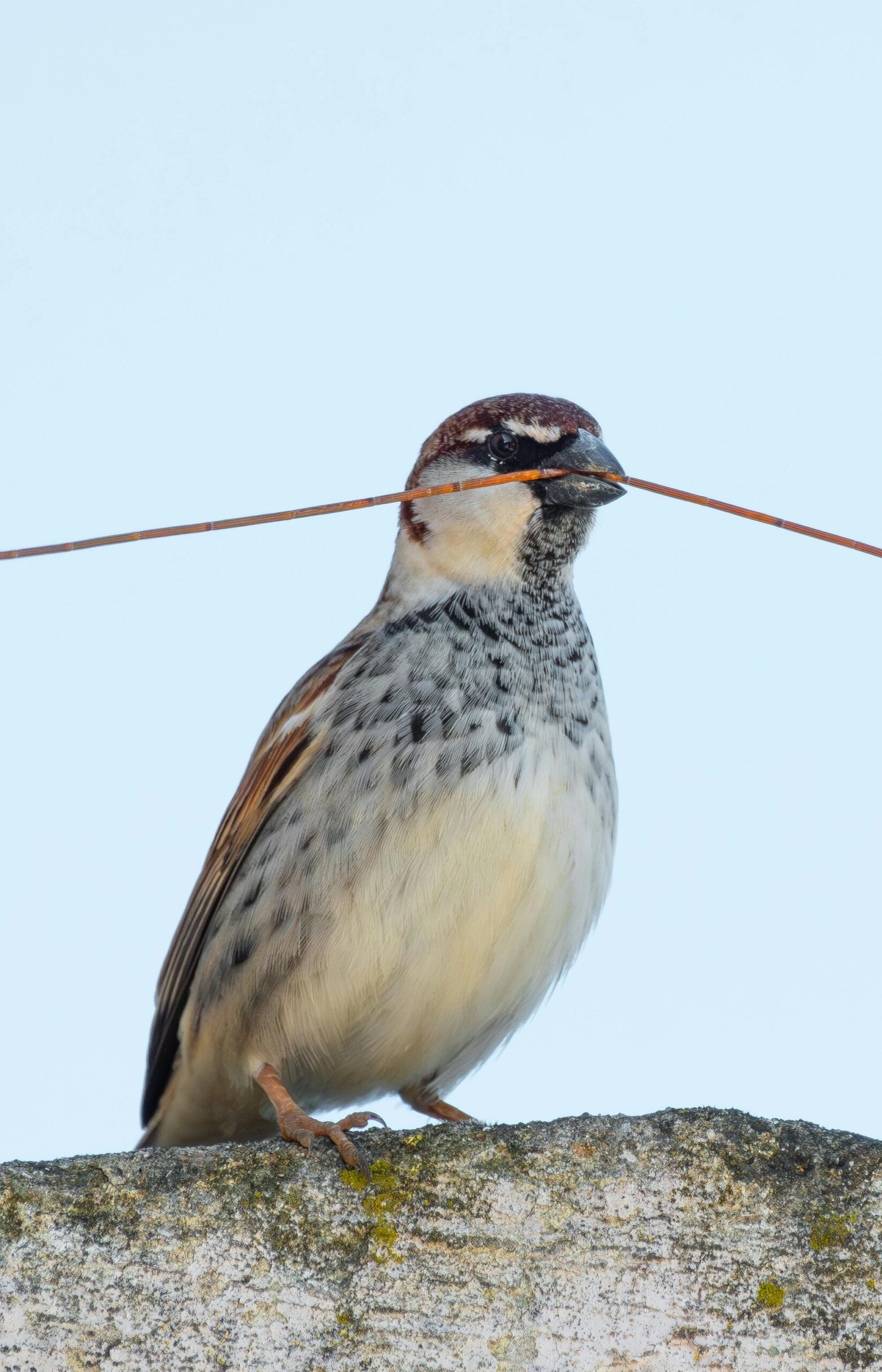 Spanish sparrow holding a twig in its beak, sitting on a branch in clear focus.